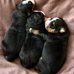 New Litter Bernese Mountain Dog New Litter Bernese Mountain Dog
