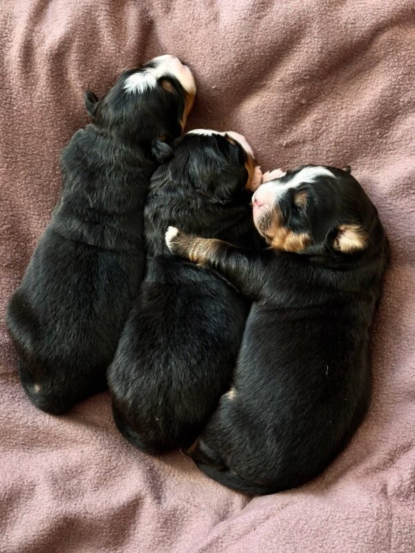 New Litter Bernese Mountain Dog New Litter Bernese Mountain Dog