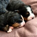 New-Litter-Bernese-Mountain-puppy-for-sale-4