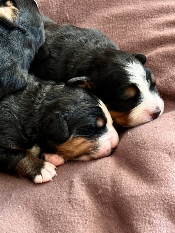 New Litter Bernese Mountain Dog New Litter Bernese Mountain Dog