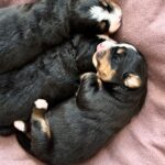 New-Litter-Bernese-Mountain-puppy-for-sale-5