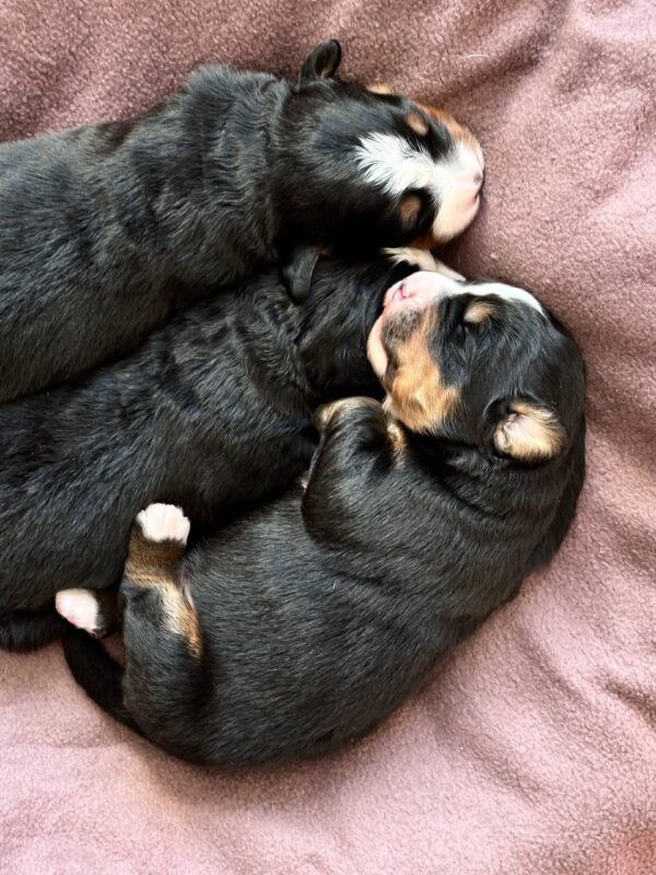 New Litter Bernese Mountain Dog New Litter Bernese Mountain Dog