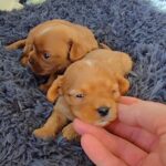 New-Litter-Cavapoo-puppy-for-sale-1
