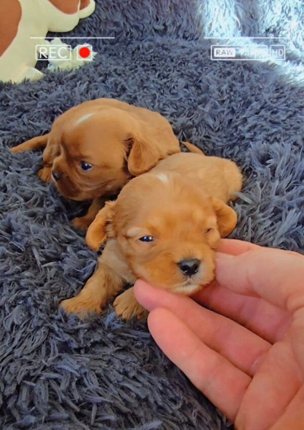 New Litter Cavapoo New Litter Cavapoo