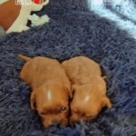 New-Litter-Cavapoo-puppy-for-sale-2
