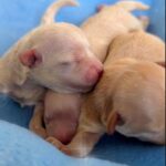 New-Litter-Maltipoo-puppy-for-sale-1