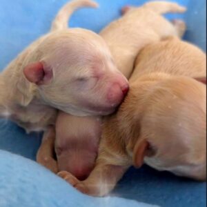 New Litter Maltipoo New Litter Maltipoo