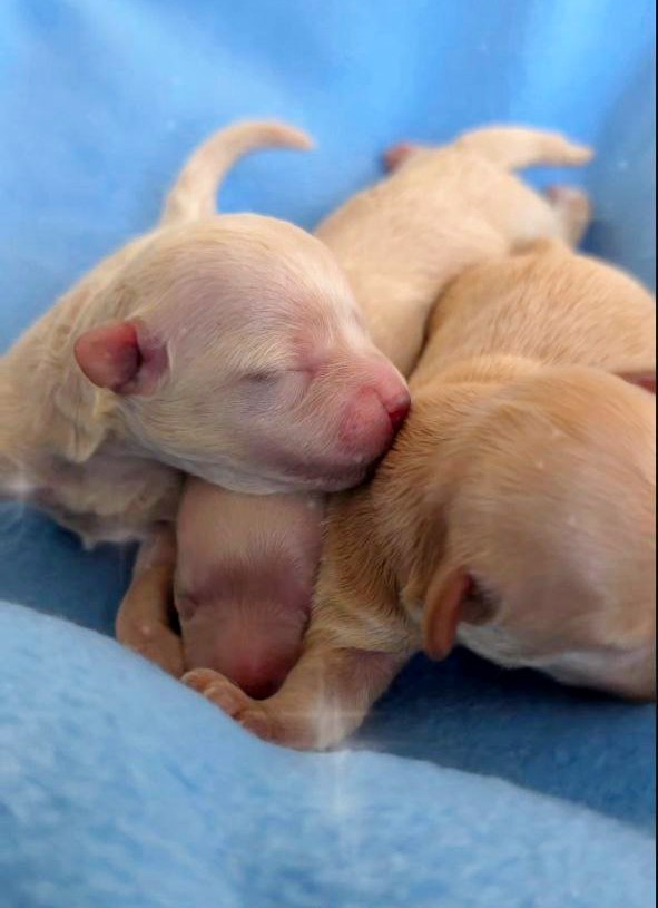 New Litter Maltipoo New Litter Maltipoo