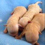 New-Litter-Maltipoo-puppy-for-sale-2