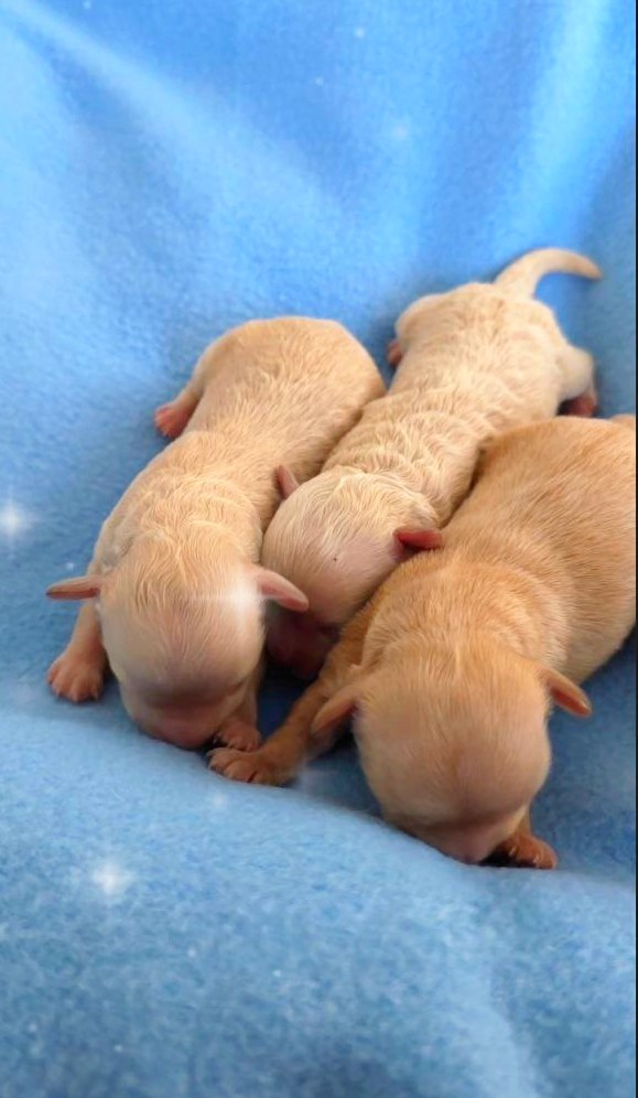 New Litter Maltipoo New Litter Maltipoo