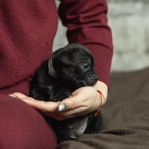 Nika Cane Corso Nika Cane Corso