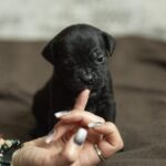 Nika-female-cane-corso-puppy-for-sale-1 (2)