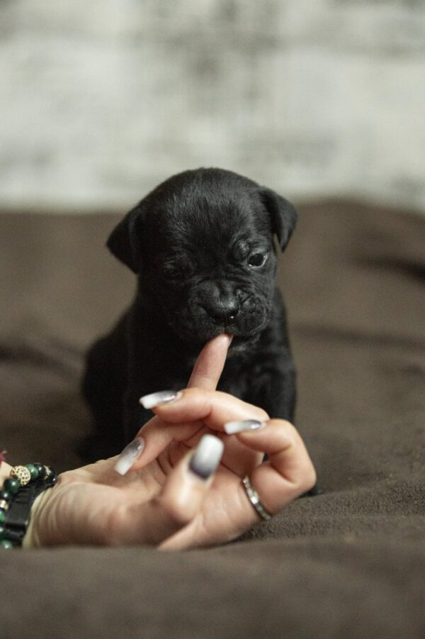 Nika Cane Corso Nika Cane Corso