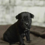 Nika-female-cane-corso-puppy-for-sale-1 (3)