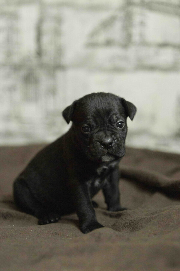 Nika Cane Corso Nika Cane Corso