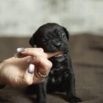 Nika-female-cane-corso-puppy-for-sale-1 (4)