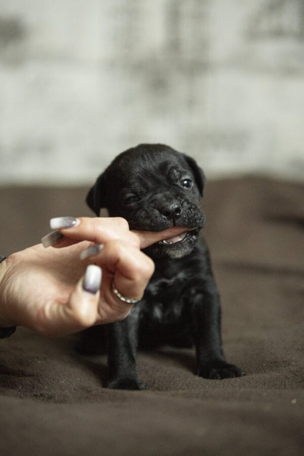 Nika Cane Corso Nika Cane Corso