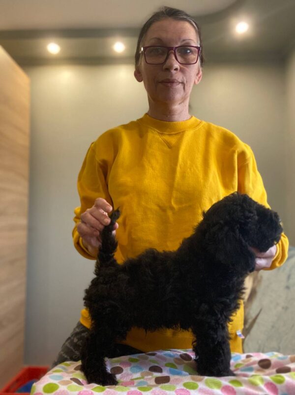 Niko Toy Poodle Niko Toy Poodle