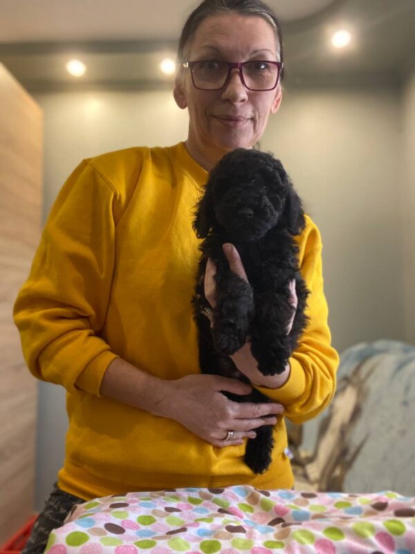 Niko Toy Poodle Niko Toy Poodle