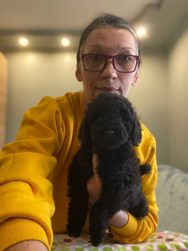 Niko Toy Poodle Niko Toy Poodle