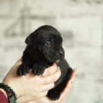 Ninon-female-cane-corso-puppy-for-sale-1 (1)