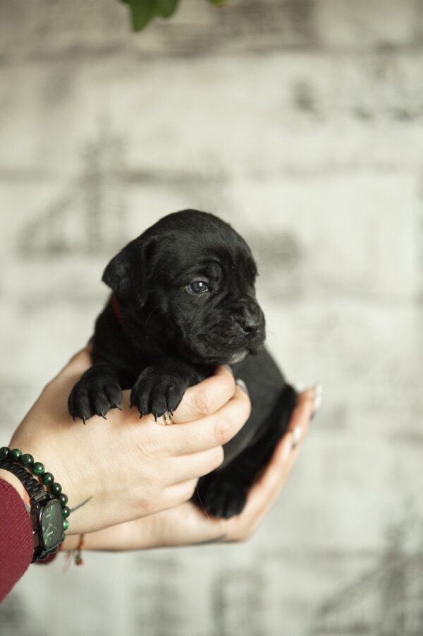 Ninon Cane Corso Ninon Cane Corso