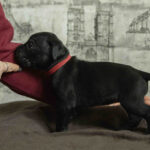 Ninon-female-cane-corso-puppy-for-sale-1 (2)