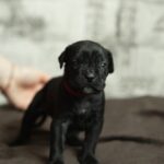 Ninon-female-cane-corso-puppy-for-sale-1 (3)