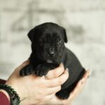 Ninon-female-cane-corso-puppy-for-sale-1 (4)