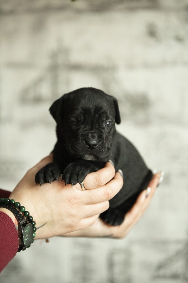 Ninon Cane Corso Ninon Cane Corso