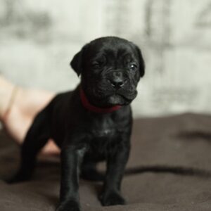 Ninon Cane Corso Ninon Cane Corso