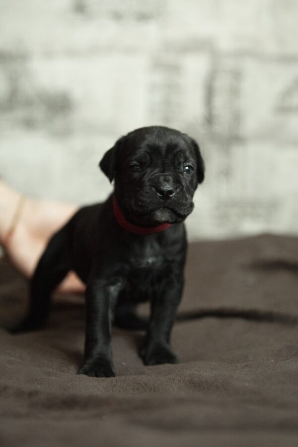 Ninon Cane Corso Ninon Cane Corso