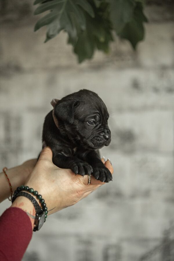 Noemi Cane Corso Noemi Cane Corso