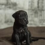 Noemi-female-cane-corso-puppy-for-sale-1 (2)