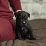 Noemi-female-cane-corso-puppy-for-sale-1 (3)