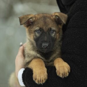 Obama German Shepherd Obama German Shepherd