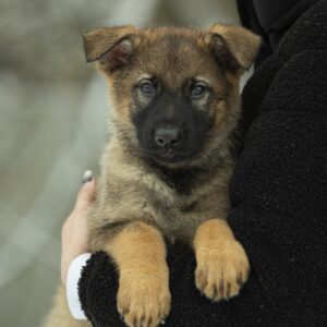 Obama German Shepherd Obama German Shepherd