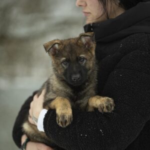 Octavia German Shepherd Octavia German Shepherd