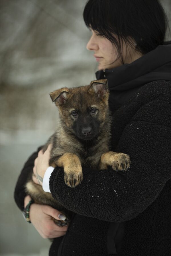 Octavia German Shepherd Octavia German Shepherd
