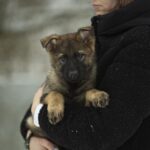 Octavia-female-German-shepherd-puppy-for-sale-1 (2)