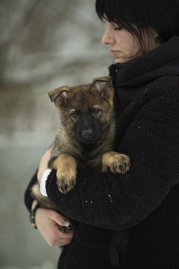 Octavia German Shepherd Octavia German Shepherd