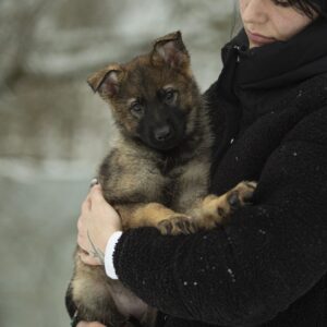 Octavia German Shepherd Octavia German Shepherd