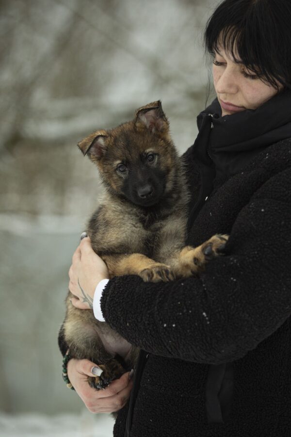 Octavia German Shepherd Octavia German Shepherd