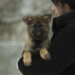Octavia-female-German-shepherd-puppy-for-sale-1 (4)