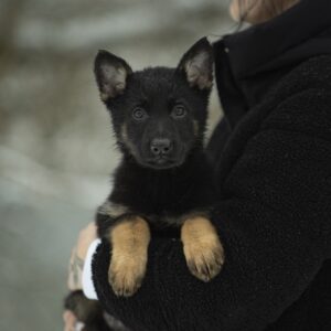 Ophelia German Shepherd Ophelia German Shepherd