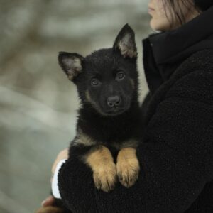 Ophelia German Shepherd Ophelia German Shepherd
