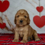 Osha-female-English-Cocker-Spaniel-puppy-for-sale-1