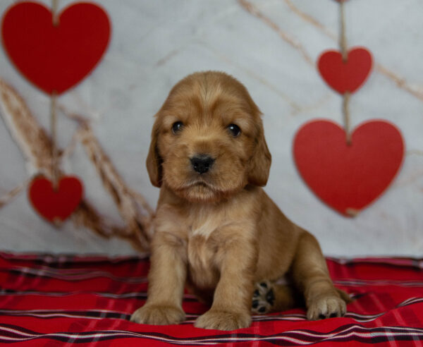 Osha English Cocker Spaniel Osha English Cocker Spaniel