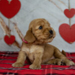 Osha-female-English-Cocker-Spaniel-puppy-for-sale-2