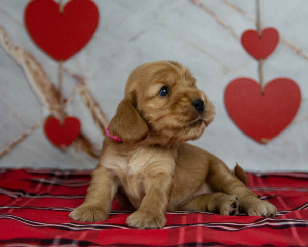 Osha English Cocker Spaniel Osha English Cocker Spaniel